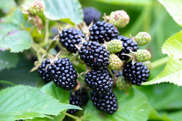 Cost of Blackberry Bush Removal in Paso Robles