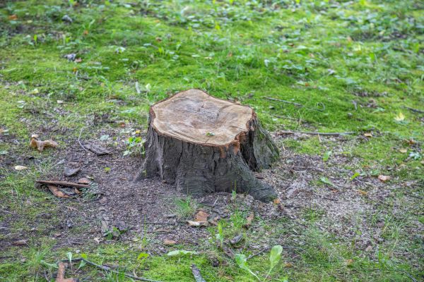 Cost of Bush Stump Removal in Paso Robles