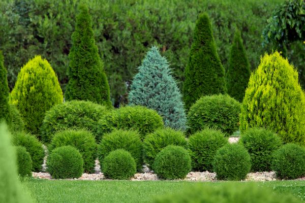 Cost of Bush Trimming Service in Paso Robles
