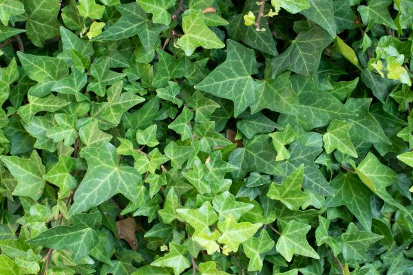 Cost of English Ivy Removal in Paso Robles