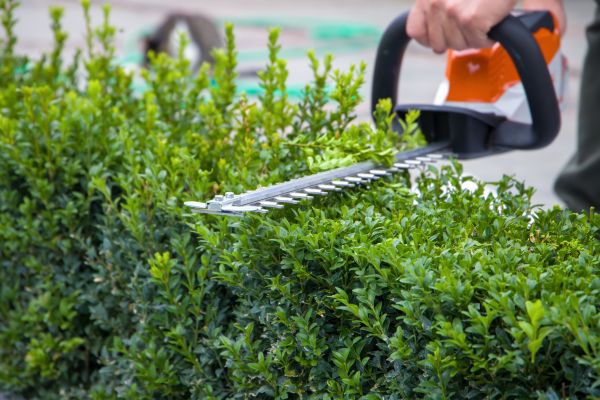 Cost of Hedge Pruning in Paso Robles