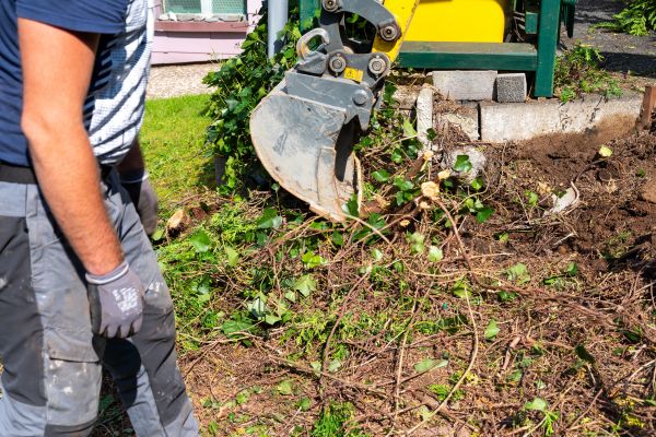 Cost of Hedge Removal Service in Paso Robles