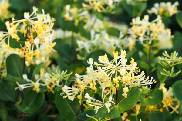 Cost of Honeysuckle Removal in Paso Robles