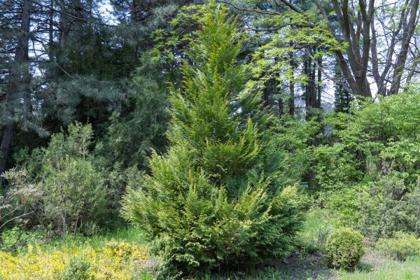 Cost of Juniper Pruning in Paso Robles