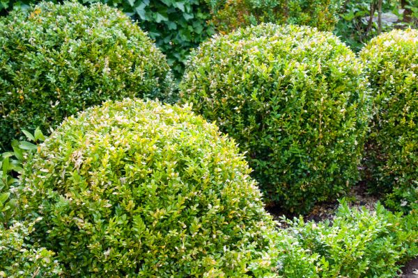 Cost of Landscape Trimming Service in Paso Robles