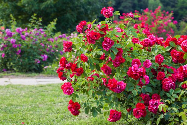 Cost of Rose Bush Pruning in Paso Robles