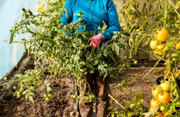 Cost of Garden Plant Removal in Paso Robles