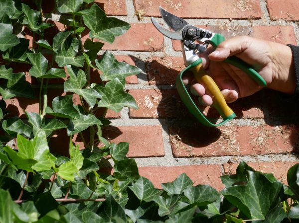 Cost of Ivy Removal Service in Paso Robles