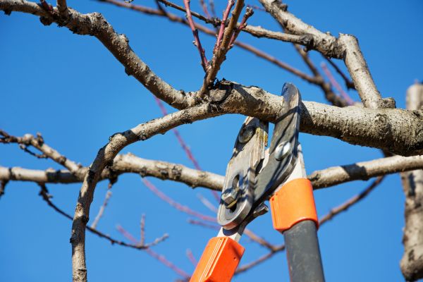 Cost of Selective Pruning in Paso Robles