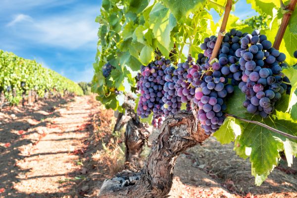 Cost of Grapevine Pruning in Paso Robles