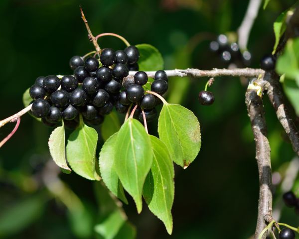 Cost of Buckthorn Removal in Paso Robles