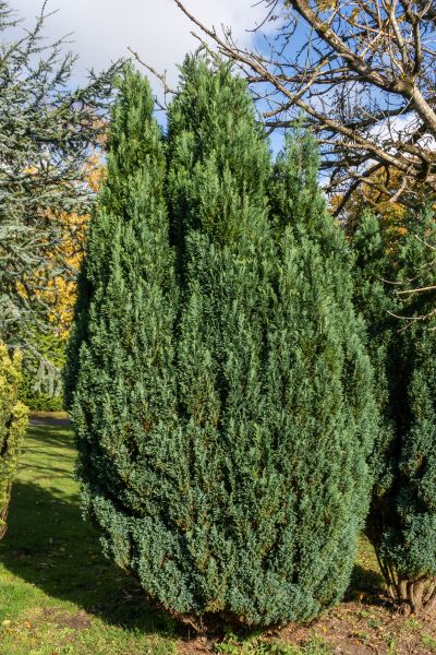 Cost of Juniper Trimming in Paso Robles