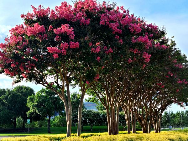 Cost of Crepe Myrtle Pruning in Paso Robles