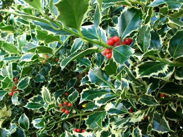 Cost of Holly Bushes Trimming in Paso Robles