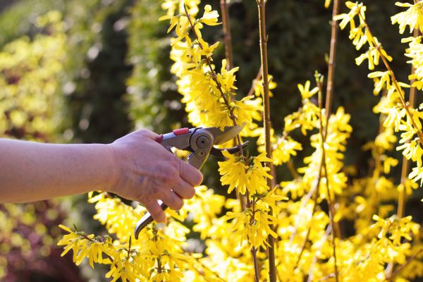 Cost of Forsythia Pruning in Paso Robles