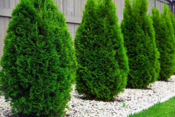 Cost of Arborvitae Removal in Paso Robles