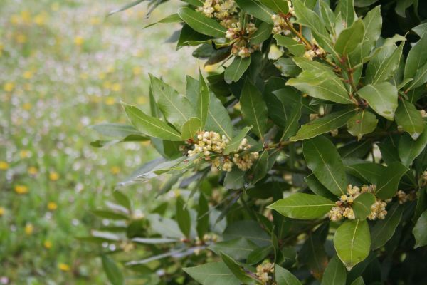 Cost of Laurel Trimming in Paso Robles