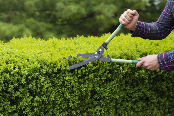 Cost of Evergreen Shrub Pruning in Paso Robles