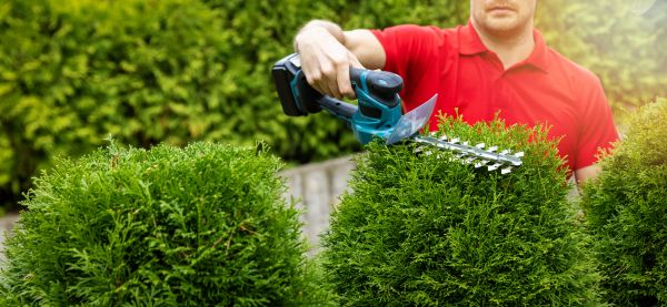Cost of Hedge Shaping Service in Paso Robles