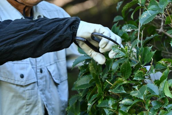Cost of Holly Pruning in Paso Robles
