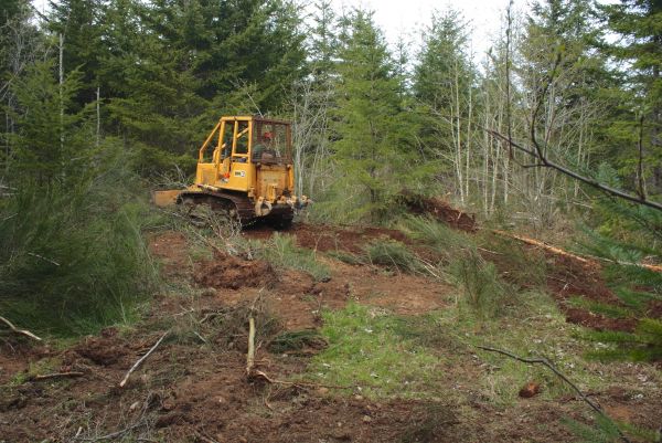 Cost of Shrubbery Clearing in Paso Robles