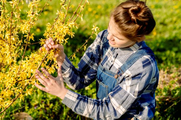 Cost of Forsythia Trimming in Paso Robles