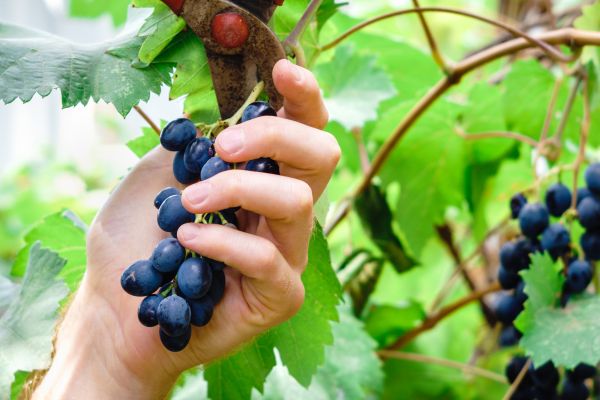 Cost of Vineyard Pruning in Paso Robles