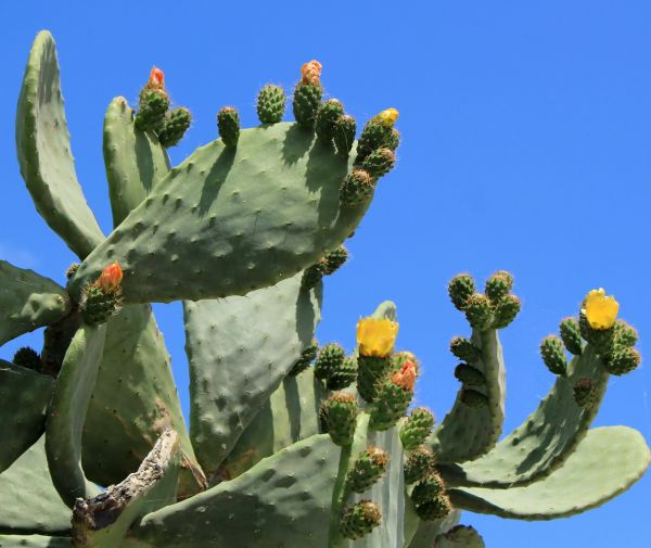 Cost of Cactus Removal in Paso Robles