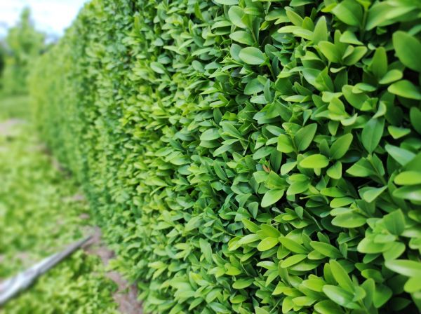 Cost of Boxwood Pruning in Paso Robles
