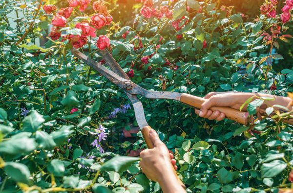 Cost of Knockout Roses Pruning in Paso Robles