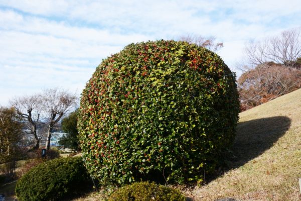 Cost of Holly Shrub Pruning in Paso Robles