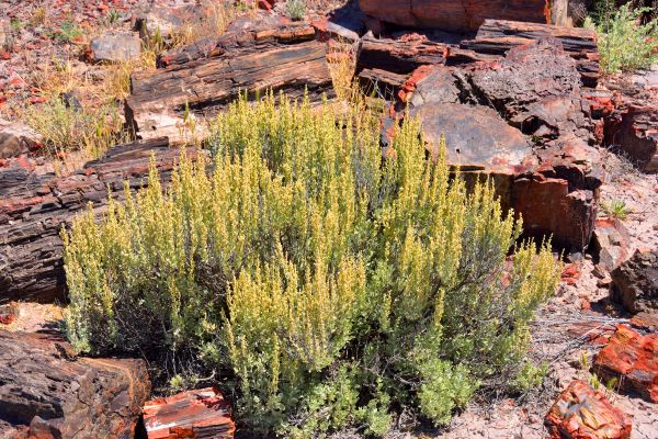 Cost of Sagebrush Removal in Paso Robles