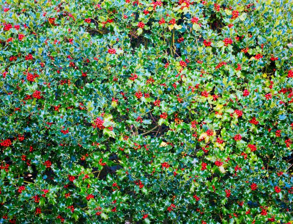 Cost of Holly Bush Removal in Paso Robles