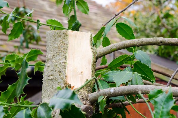 Cost of Holly Tree Removal in Paso Robles