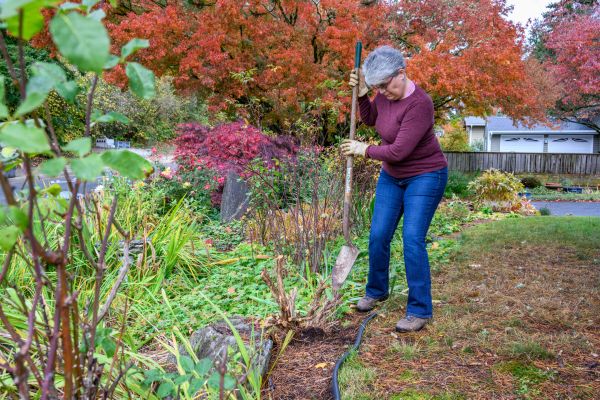 Cost of Dead Bush Removal in Paso Robles