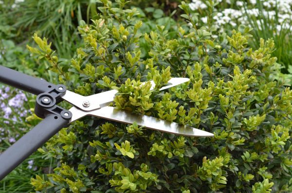 Cost of Boxwood Trimming in Paso Robles