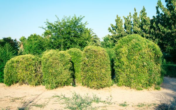 Cost of Bamboo Hedge Removal in Paso Robles