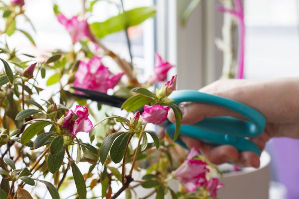 Cost of Azalea Pruning in Paso Robles