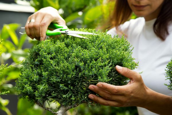 Cost of Juniper Shrub Pruning in Paso Robles