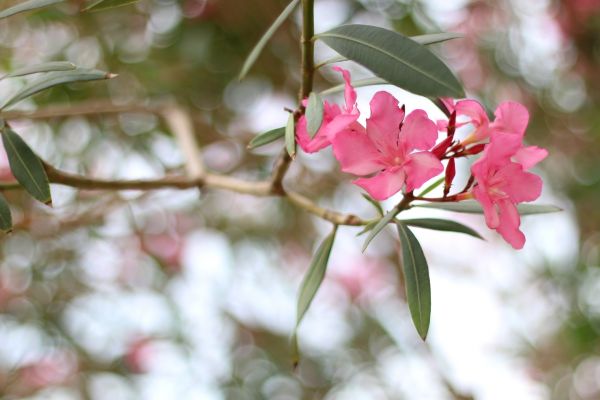 Cost of Oleander Removal in Paso Robles