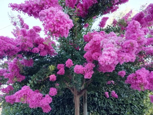 Cost of Crape Myrtle Pruning in Paso Robles