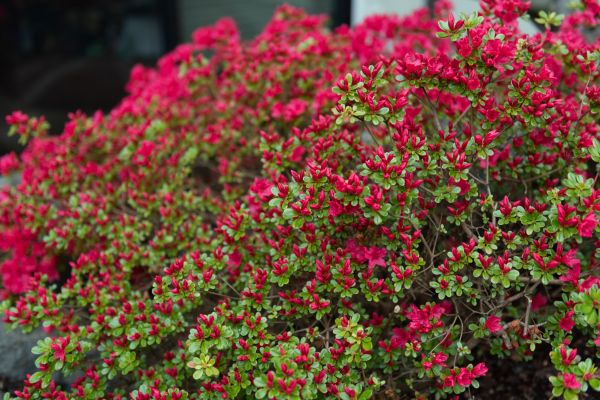 Cost of Weigela Removal Service in Paso Robles