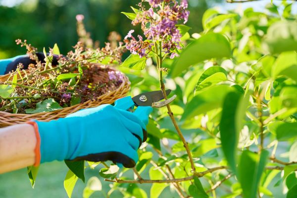 Cost of Lilac Trimming Service in Paso Robles