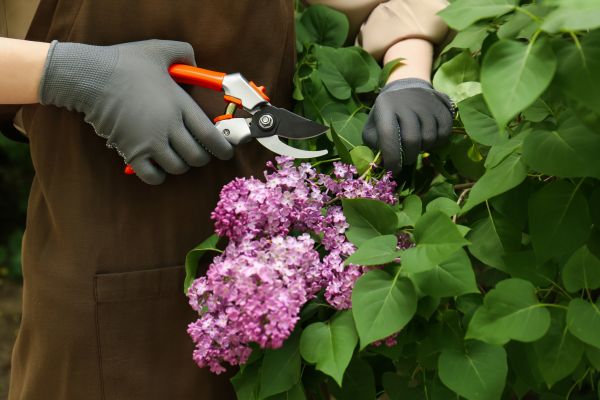 Cost of Lilac Pruning Service in Paso Robles