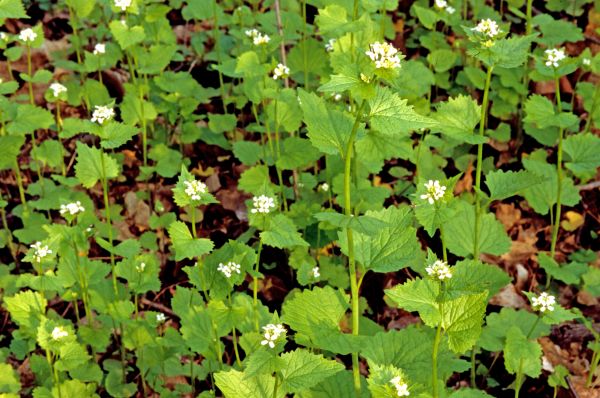 Cost of Garlic Mustard Removal in Paso Robles