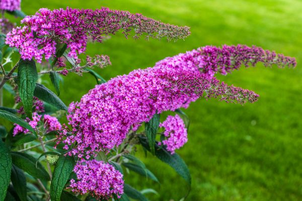 Cost of Butterfly Bush Removal in Paso Robles