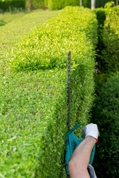 Cost of Hedge Trimming in Paso Robles