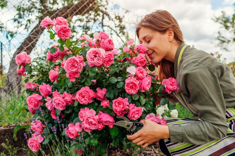 Knockout Roses Pruning