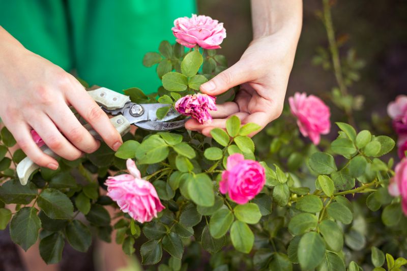 Rhododendron Pruning