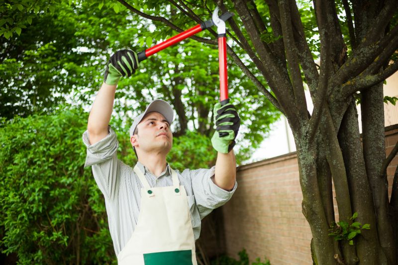Professional Tree and Shrub Trimmers